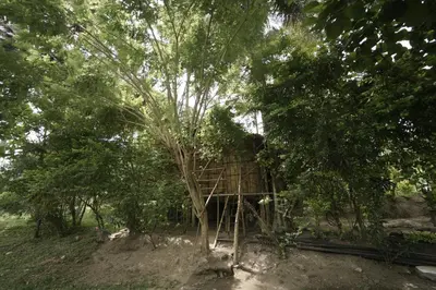 a tree house in the middle of some trees at JUNGLE PARADISE FARM & GUEST HOUSE in Masinagudi