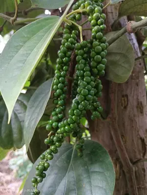 a bunch of green grapes hanging from a tree at Krishna Kuteera in Siddapur