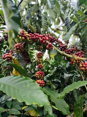 a bunch of red and green berries on a tree at Shivalaya Homestay, Madikeri in Siddapur