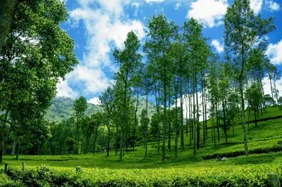 a group of trees on a grassy hill with a field at Biosphere in Coonoor