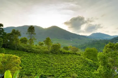 a large green field with mountains in the background at Biosphere in Coonoor