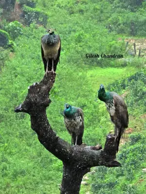 three birds standing on top of a tree branch at RAIN DROPS PREMIUM VILLAS - Athirappilly in Athirappilly