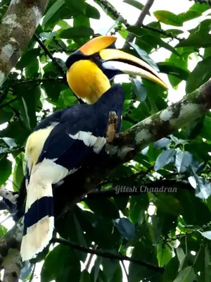 a yellow and black bird sitting on a tree branch at RAIN DROPS PREMIUM VILLAS - Athirappilly in Athirappilly