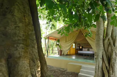 a tent in the middle of some trees at Fireflies Kabini in Begūr
