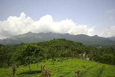 a green field with mountains in the background at Besrauma Vythiri in Vythiri
