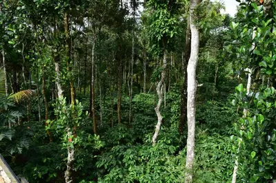 a forest filled with lots of trees and bushes at Pauls Retreat Wayanad , Family Resort in Wayanad