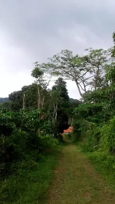 a dirt road in the middle of a field with trees at Chilly Coorg in Virajpet