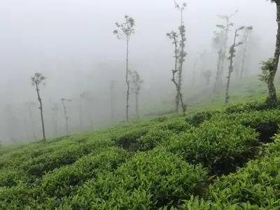 a misty hillside with trees and a field of plants at Perya Hills in Periya