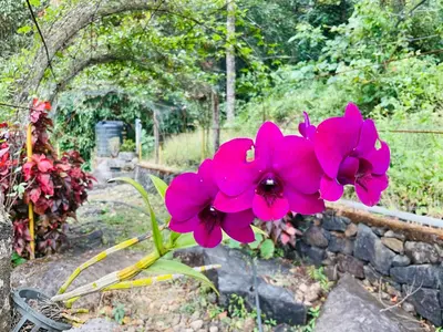 two pink flowers in front of a stone wall at Casa Riverdale Farm Stay in Vallikavungal
