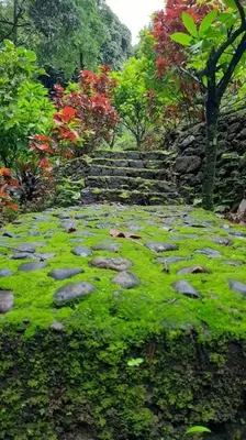 a garden with green moss and rocks and a tree at Casa Riverdale Farm Stay in Vallikavungal