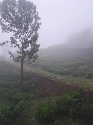 a tree on top of a hill in the fog at Mysterious mountain in Ooty