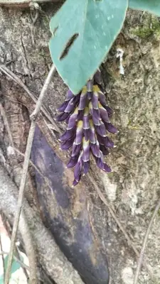 a bunch of purple flowers hanging from a tree at Coorg Vismaya in Madikeri