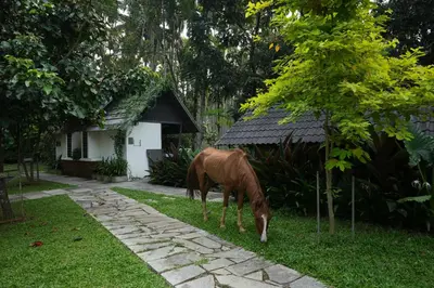 a horse grazing in the grass next to a house at Royad Calicut Farm House - Premium Villa with Pool Inside a Farm in Kozhikode
