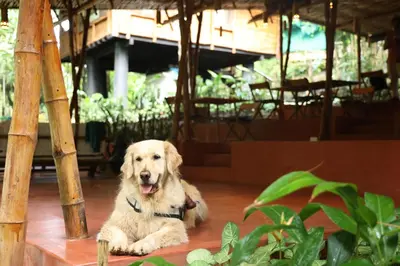 a white dog sitting on the floor in a room at Uravu Bamboo Grove Resort in Wayanad