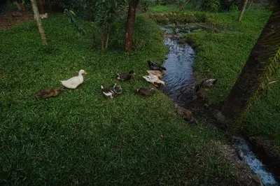 a group of ducks in the grass next to a stream at VanaJyotsna Forest Home in Marayoor