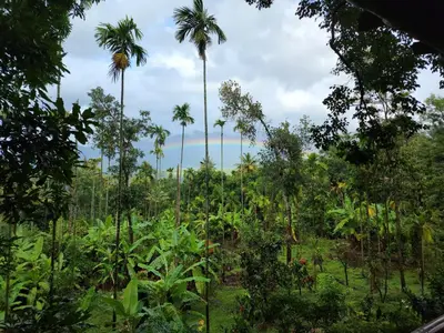 a jungle with palm trees and the ocean in the background at VanaJyotsna Forest Home in Marayoor