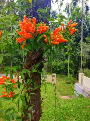 a bunch of orange flowers growing on a tree at VanaJyotsna Forest Home in Marayoor