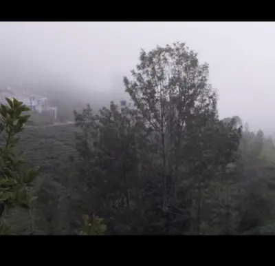 a tree in the middle of a foggy field at The Valley Villa in Kotagiri