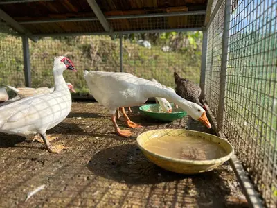 a group of birds standing in a cage at Zyamadhari in Mananthavady