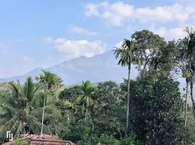 a group of palm trees and a mountain in the background at Peppercorn Cottage, Vythiri. in Vythiri