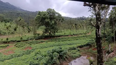 a field of tea plantations with a mountain in the background at Teaside Inns in Vythiri