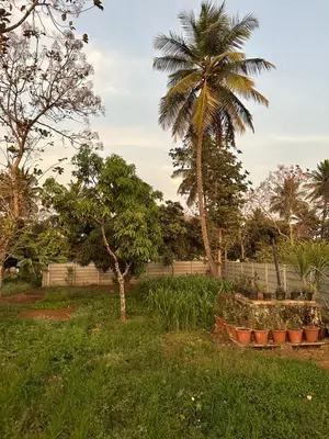 a garden with a palm tree and some plants at Rustic Village Farmhouse in Bengaluru