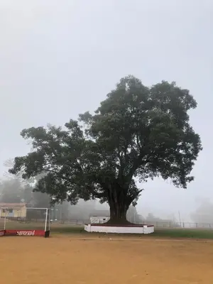 a tree in the middle of a field next to a soccer field at Amberleaf Estate 4BHK Homestay Coorg by Homeyhuts in Virajpet