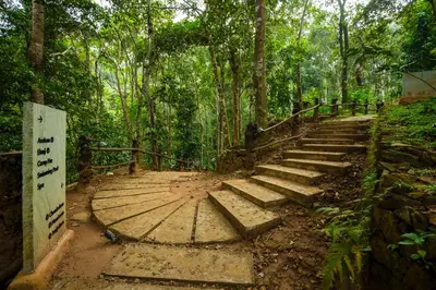 a wooden path in the middle of a forest at Chembarathi Wayanad Boutique Resort in Vaduvanchal