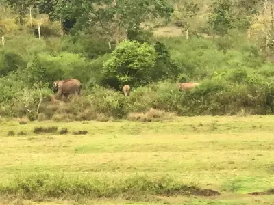 a group of elephants walking through a field at Lotus Jewel Forest Camping in Sultan Bathery