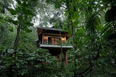 a tree house in the middle of the forest at Coffee Acres Resort in Kalpetta
