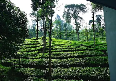 a large green field of tea plantations with trees at Mist Wayanad in Wayanad