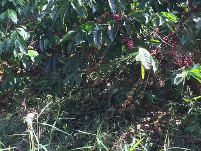 a bunch of red berries on a plant with leaves at Green Land Estate Homestay 5 Rooms With Garden View in Madikeri