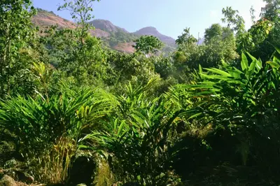 a lush green forest with mountains in the background at Solitude Munnar - Tree house in Munnar