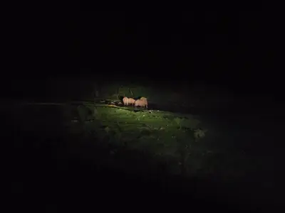 two elephants standing in a field at night at Solitude Munnar - Tree house in Munnar