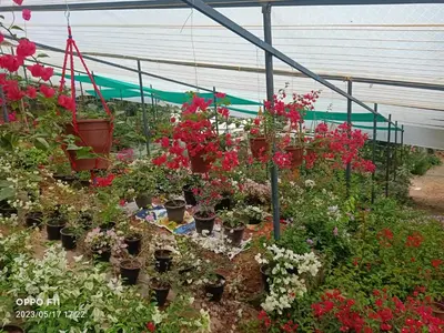 a bunch of flowers in a greenhouse at Moon moon Garden in Thamarassery